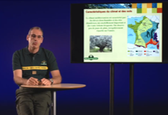 La forêt méditerrannéene